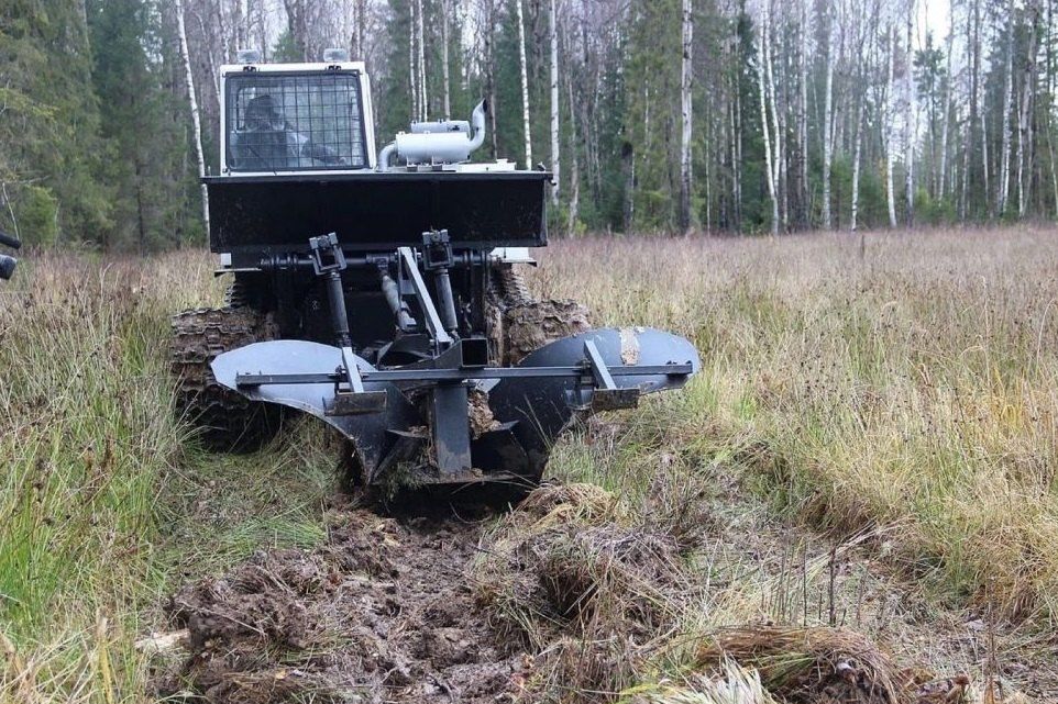 Около 9 млн елей высадят в ярославских лесах в следующем году