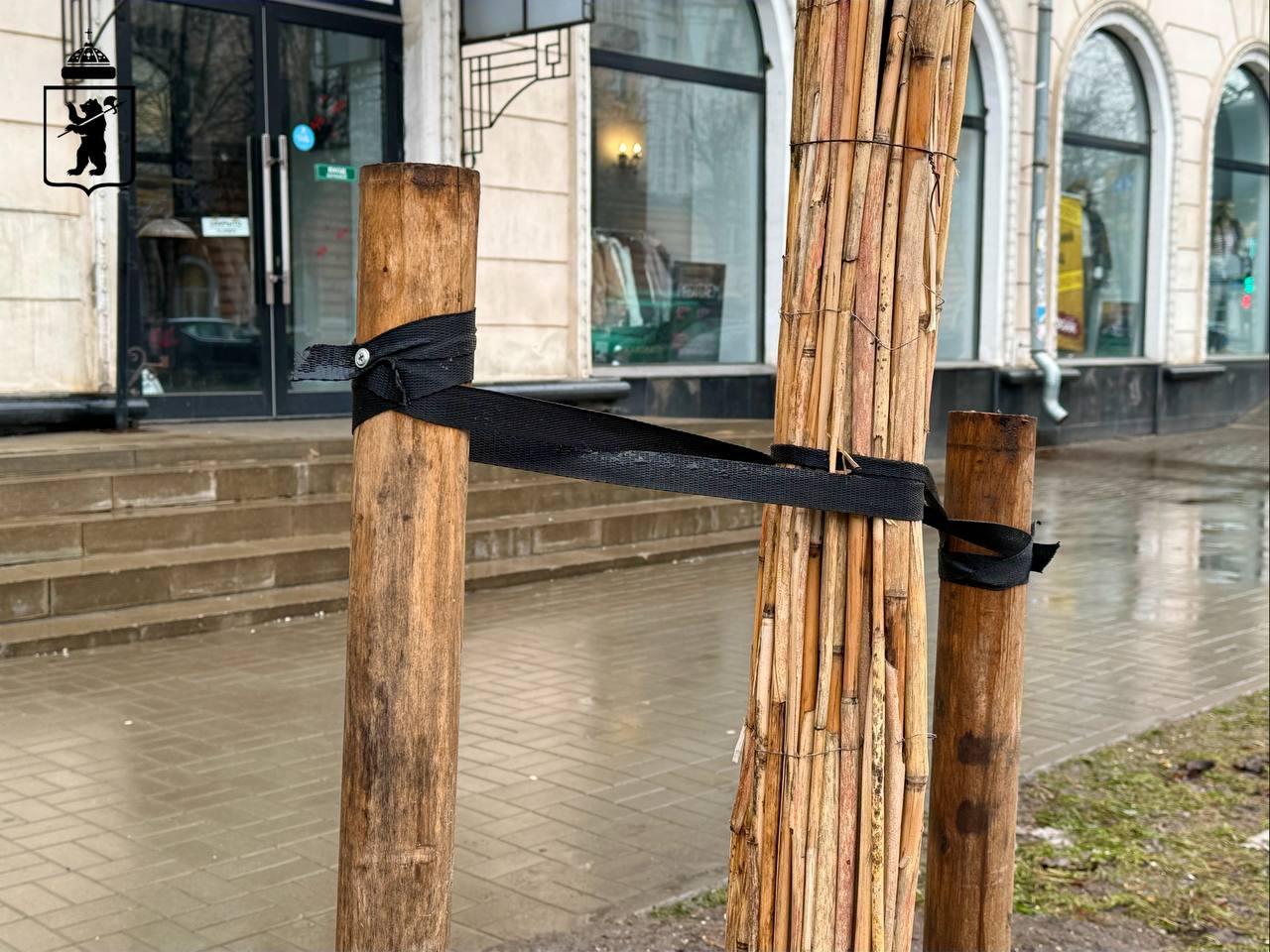 В Ярославле на улице Свободы липы подготовили к зиме