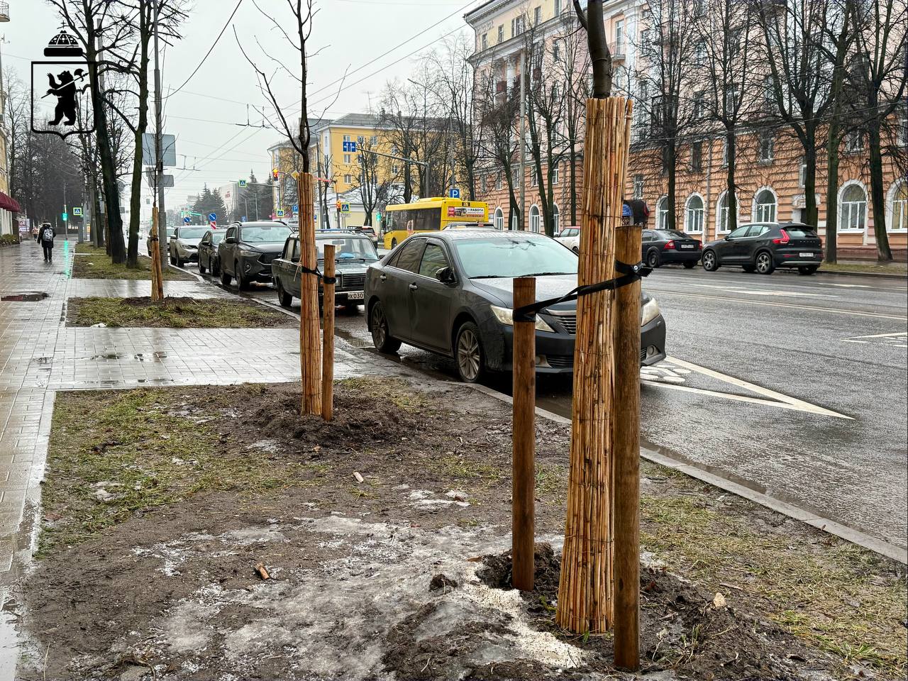 В Ярославле на улице Свободы липы подготовили к зиме