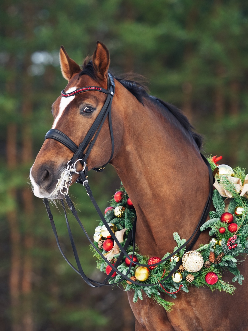 Ярославна с конем Индиго победили в соревнованиях «Звезды Евразии» по выездке