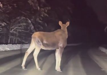 На дороге под Ярославлем встретили пять лосей