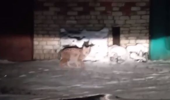 Застали врасплох: жители Рыбинска запечатлели рысь в гаражном кооперативе