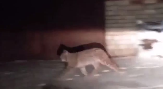 Застали врасплох: жители Рыбинска запечатлели рысь в гаражном кооперативе