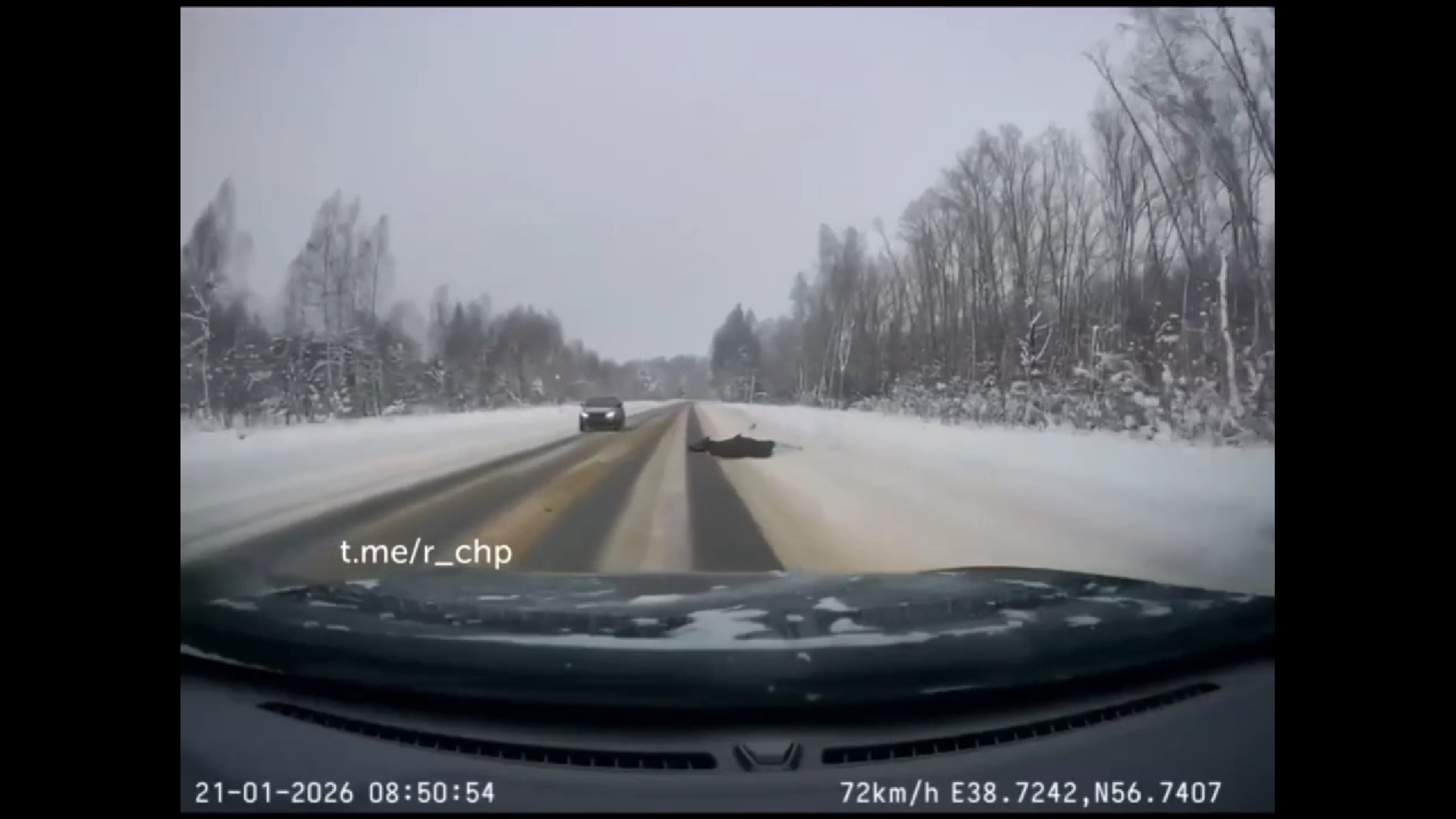 В Ярославской области заметили лося-автоподставщика