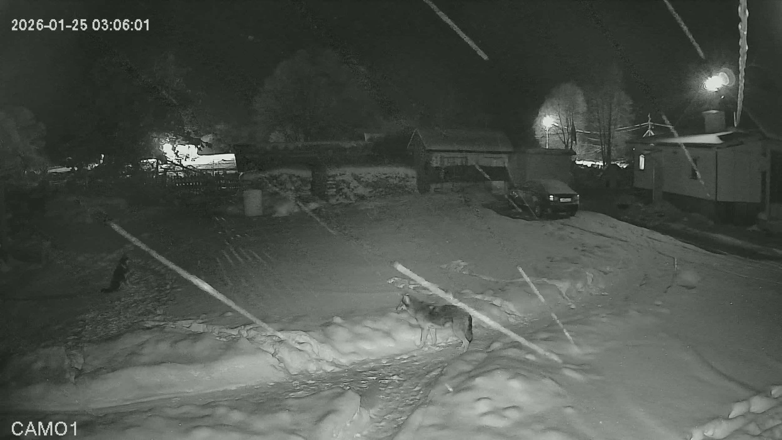 В Ярославской области в деревне волк загрыз сторожевую собаку