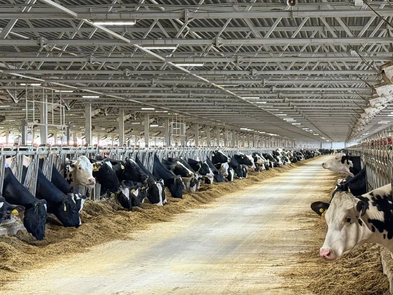 ​Программа по генотипированию крупного рогатого скота реализуется в Ярославской области