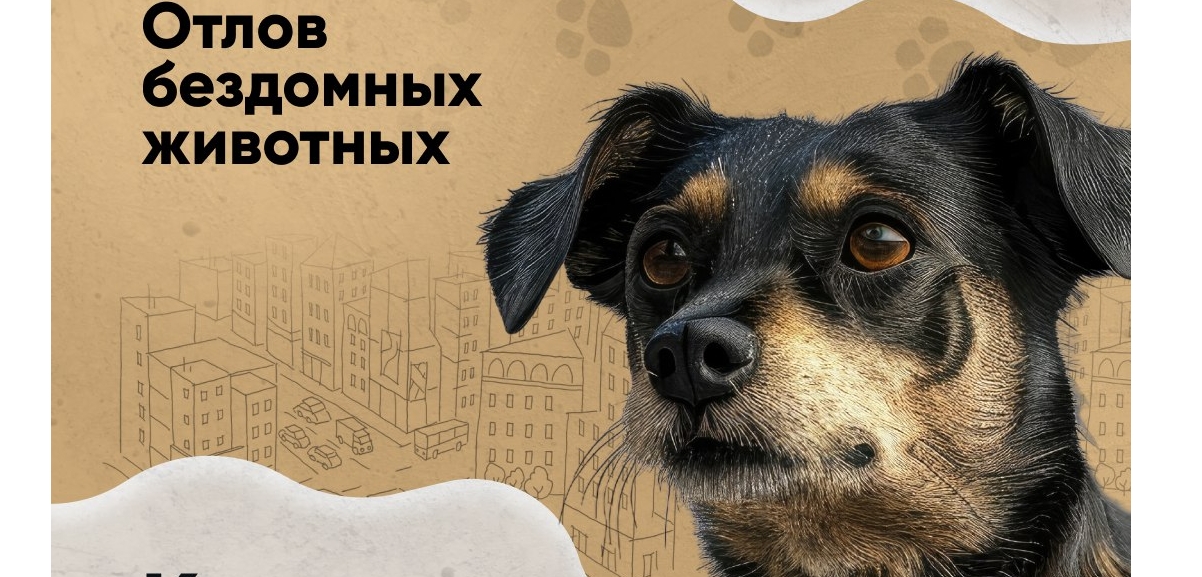 Ярославцам рассказали порядок отлова бездомных животных