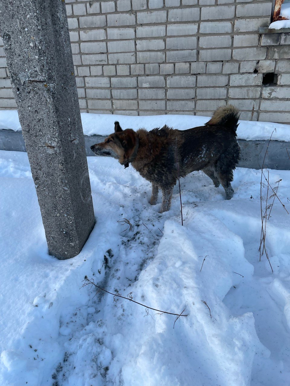 Под Ярославлем жители спасли провалившуюся в люк собаку