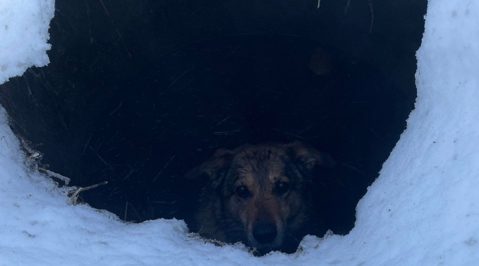 Под Ярославлем жители спасли провалившуюся в люк собаку