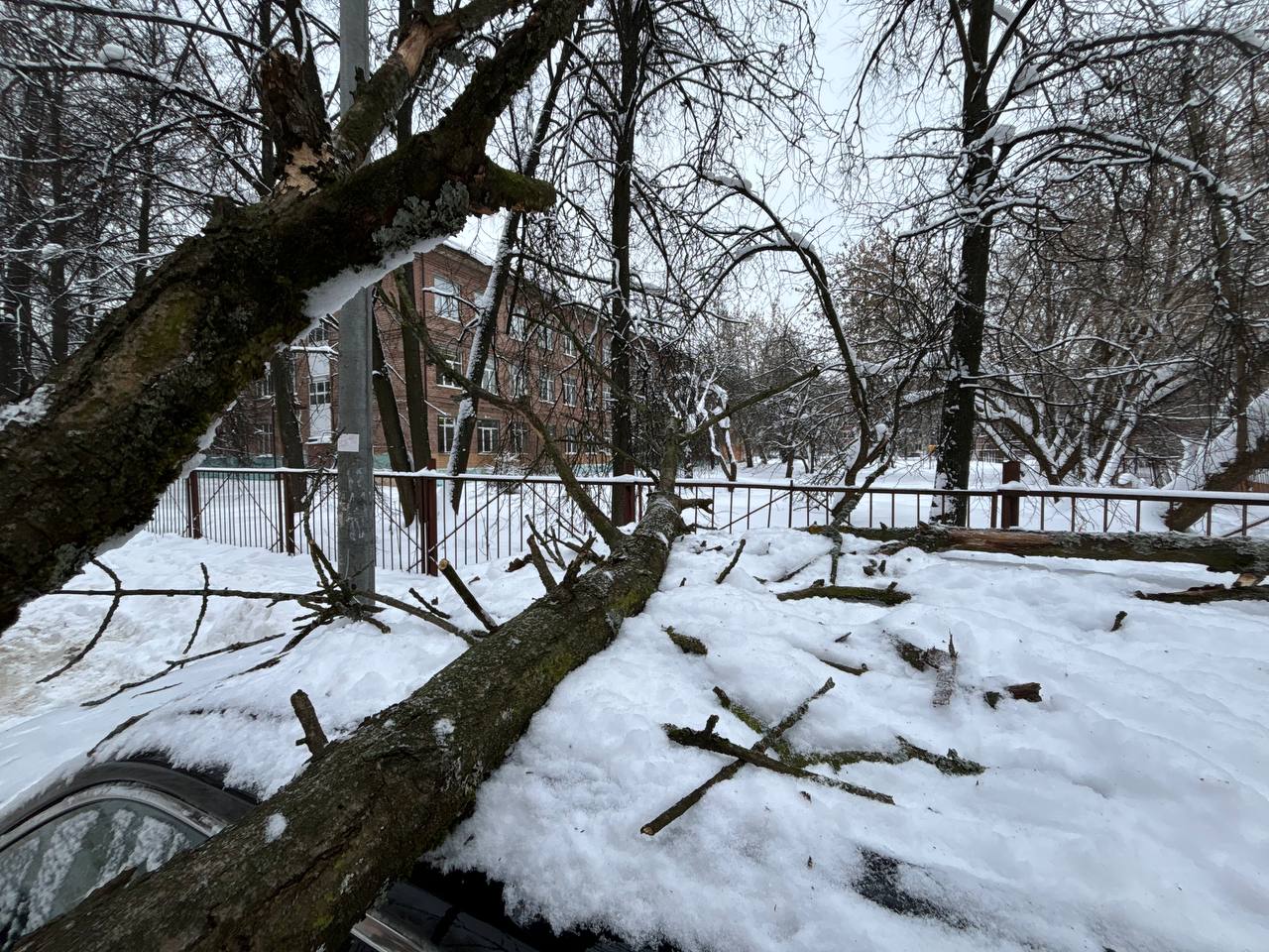 В Ярославле иномарка пострадала после падения дерева