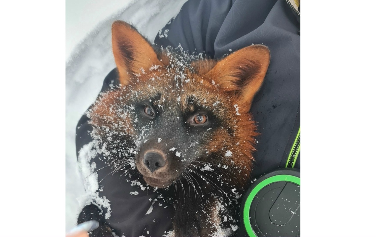 Под Ярославлем ищут пропавшего домашнего лиса