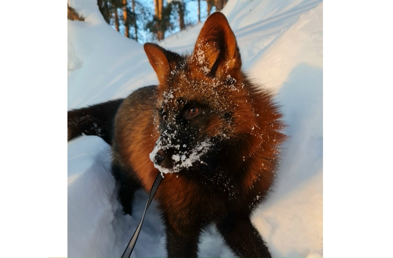 Под Ярославлем ищут пропавшего домашнего лиса