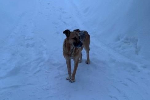 Михаил Евраев поручил решить вопрос безнадзорного выгула собак в округах региона