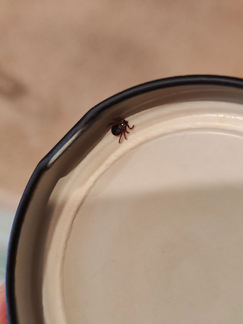 Ярославцы в соцсетях сообщили о пробуждении клещей