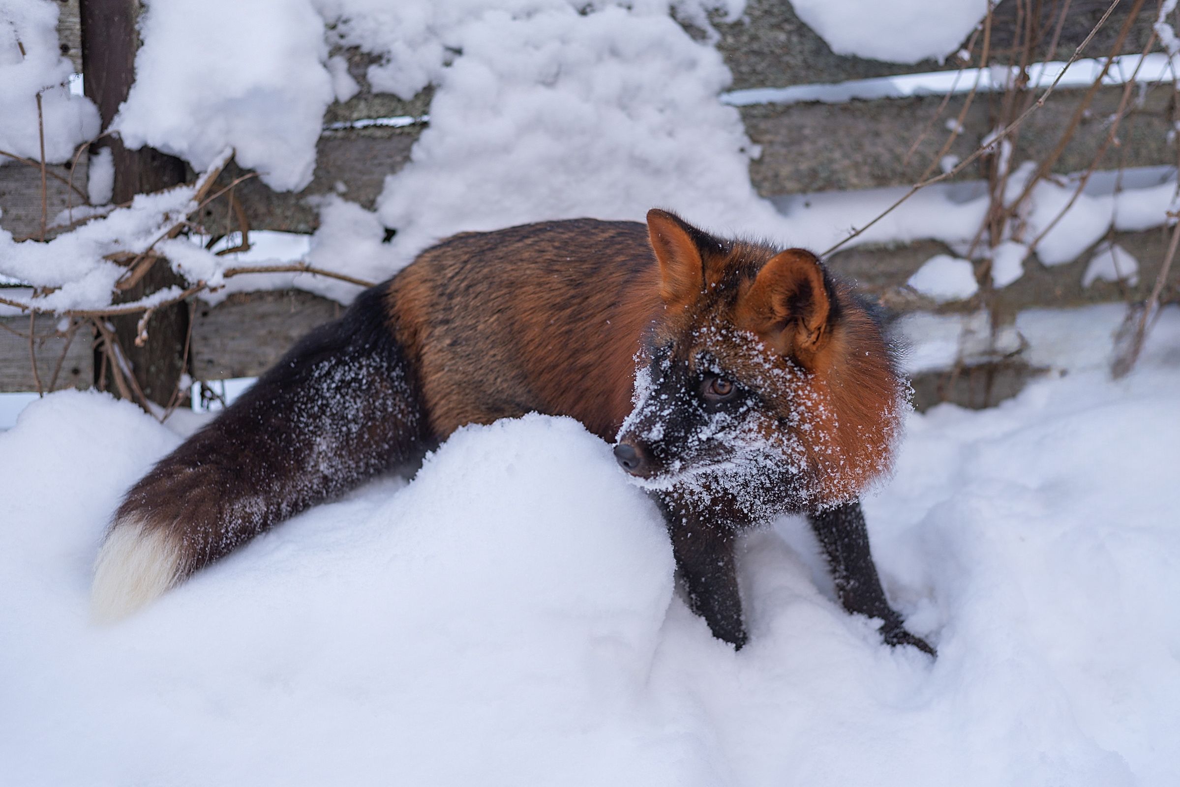В Ярославской области ищут пропавшего одомашненного лиса Фоксика