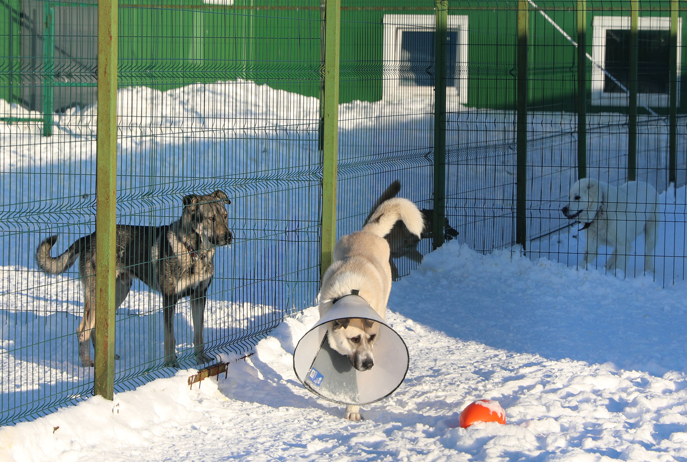 В Ярославской области ужесточат контроль за безнадзорными собаками