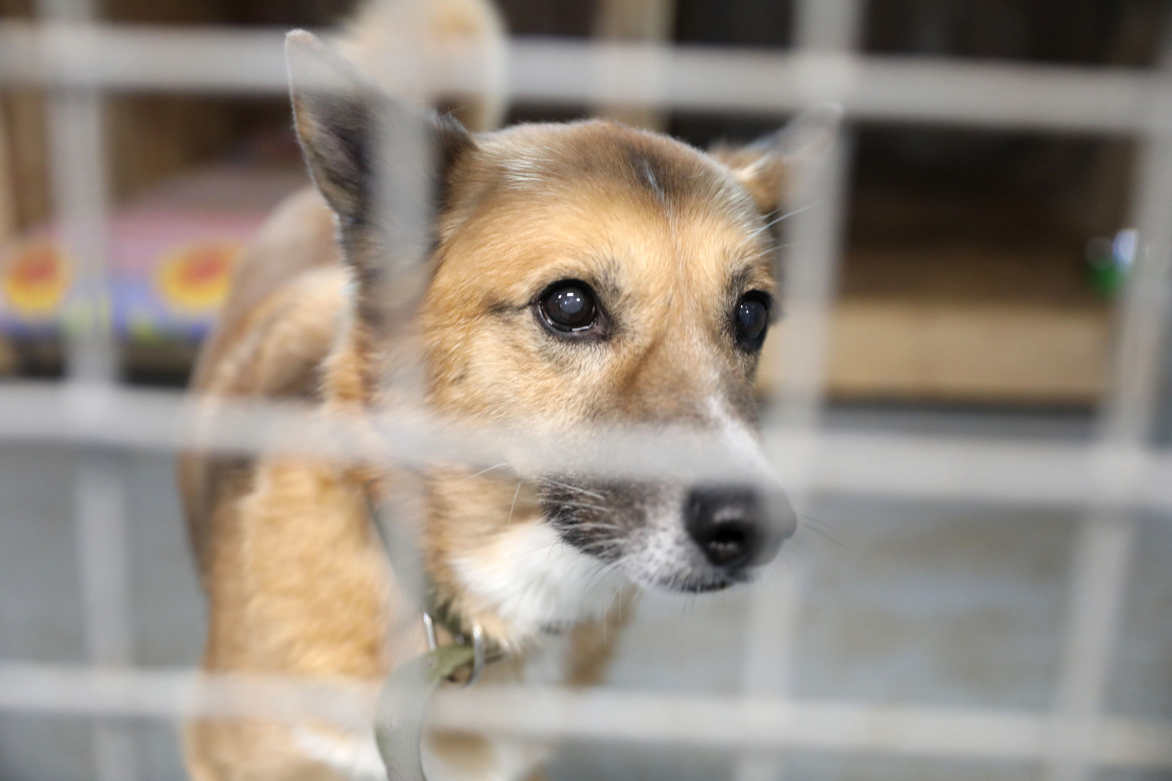 В Ярославской области ужесточат контроль за безнадзорными собаками