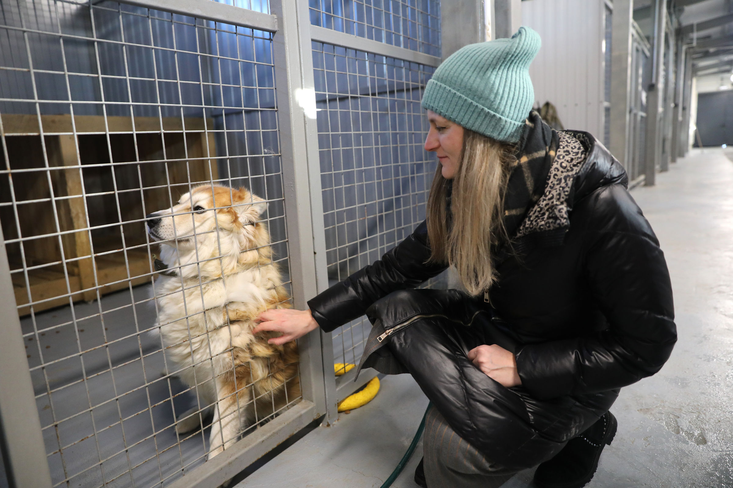 В Ярославской области ужесточат контроль за безнадзорными собаками