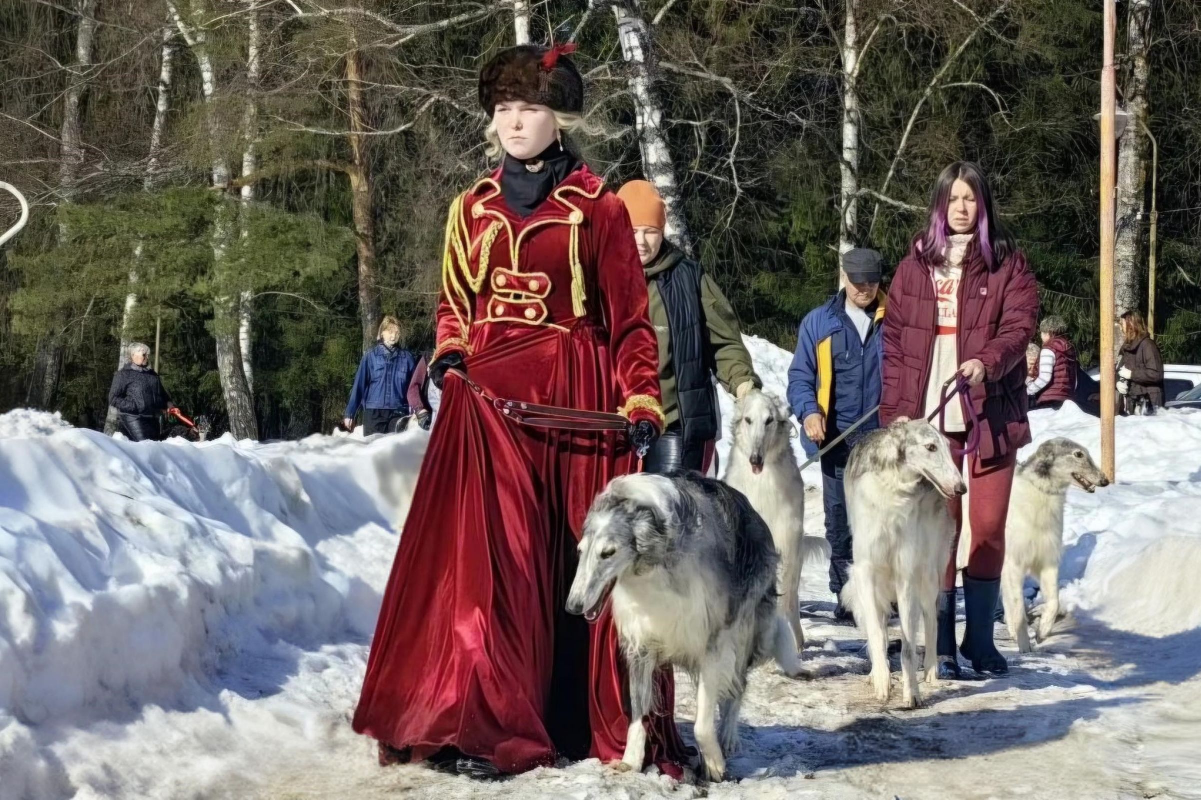 Межрегиональные соревнования по бегам борзых собак прошли в Любиме