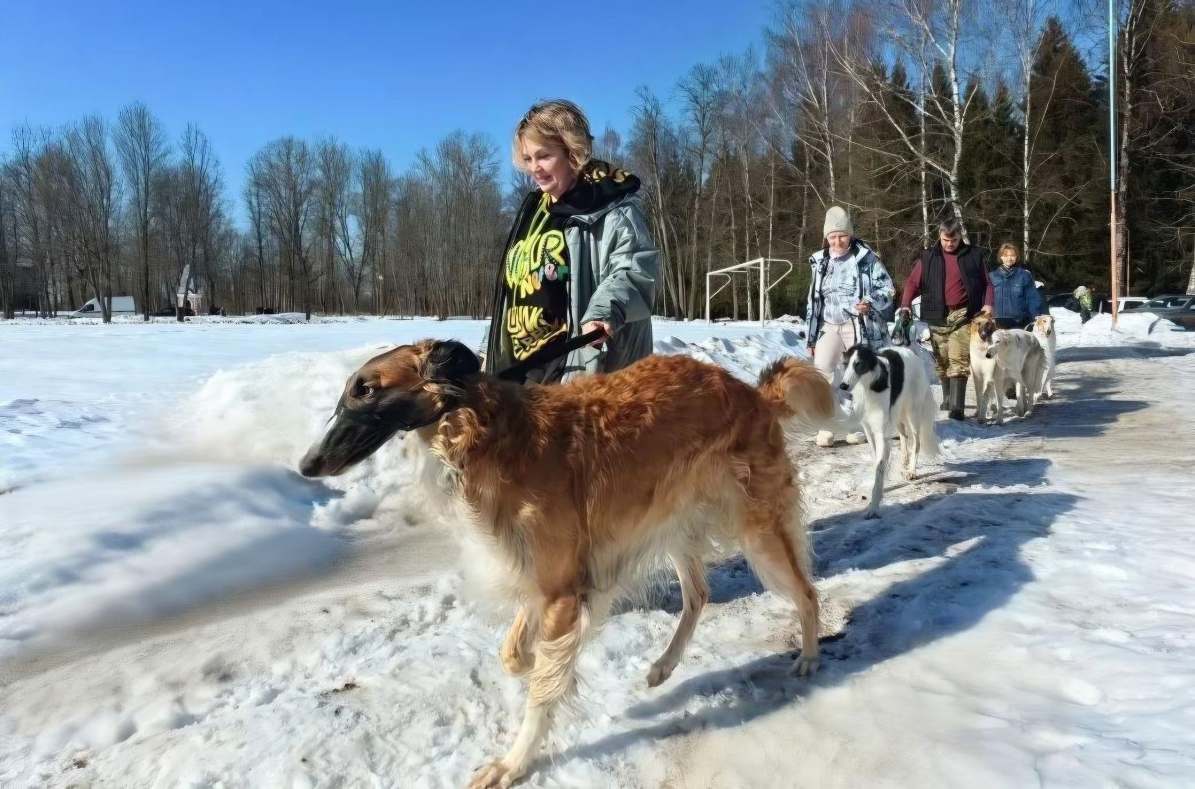 Межрегиональные соревнования по бегам борзых собак прошли в Любиме