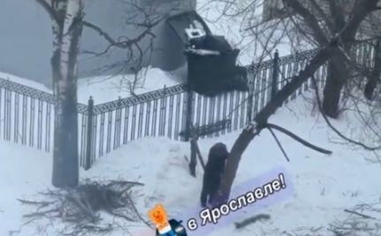 В Ярославле борются с пенсионеркой, спиливающей деревья во дворе