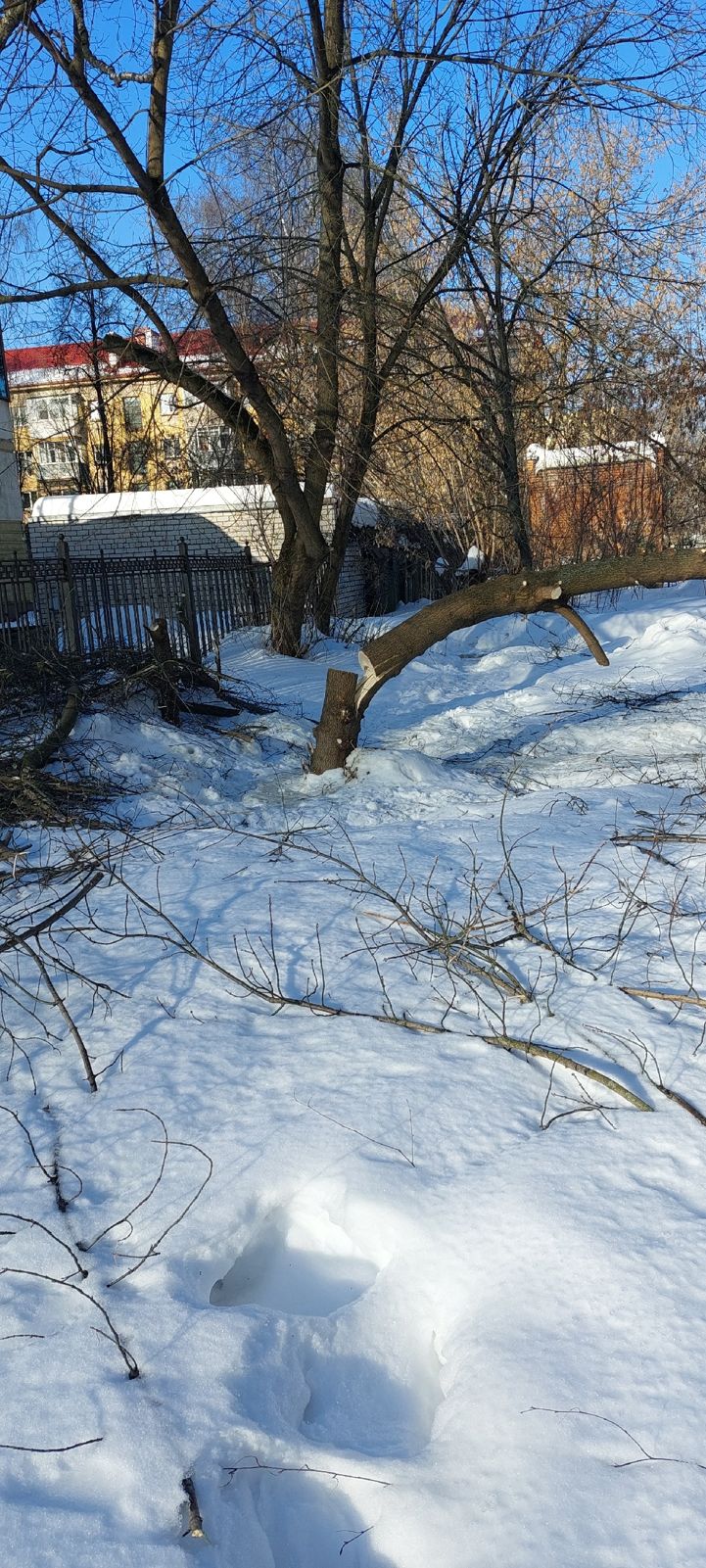 В Ярославле борются с пенсионеркой, спиливающей деревья во дворе