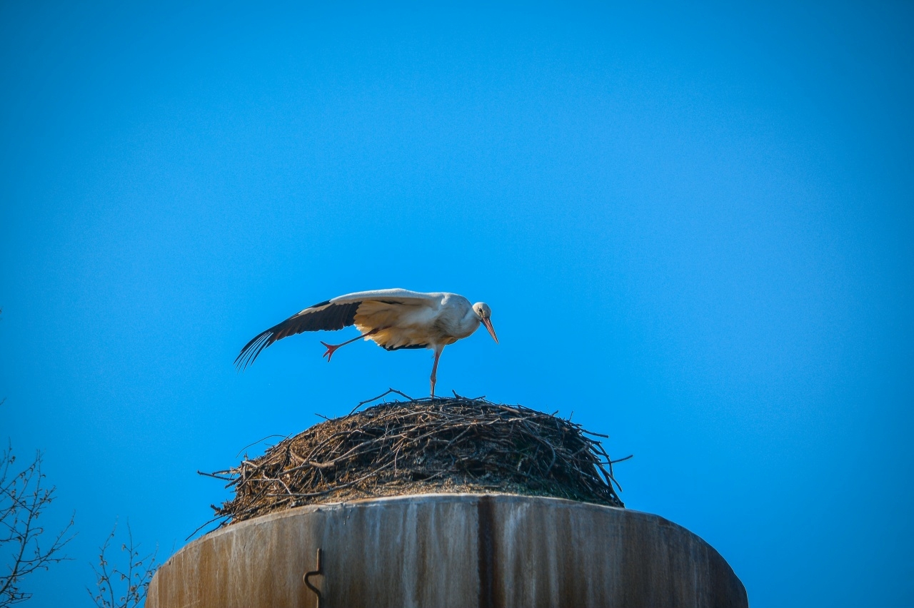 В Ярославскую область прилетели первые аисты