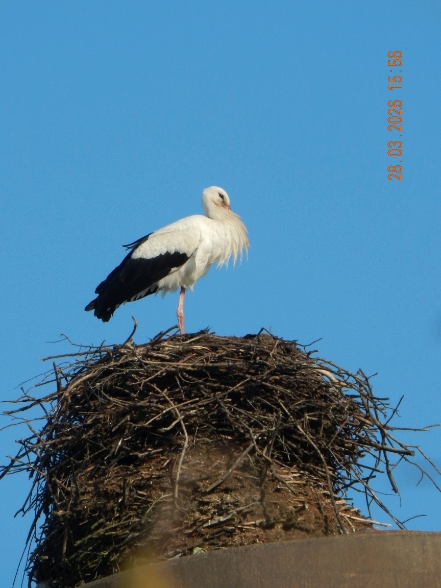 В Ярославскую область прилетели первые аисты