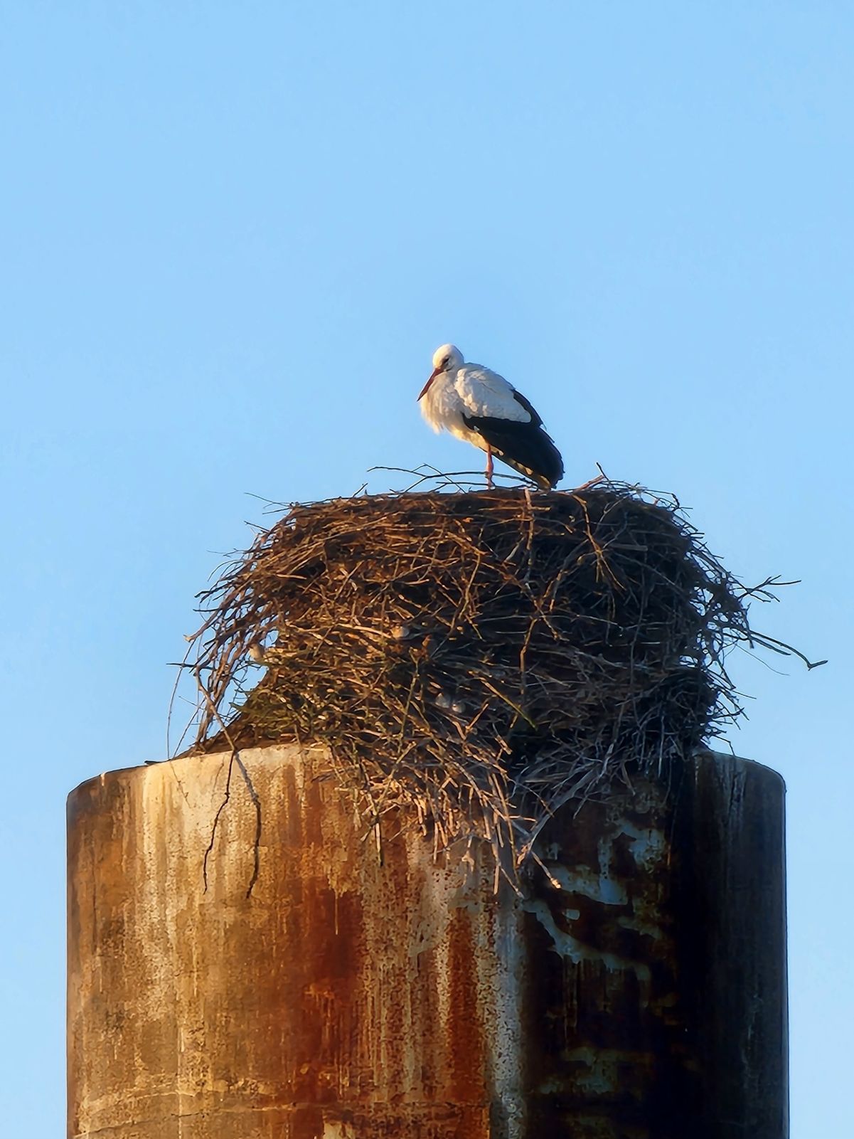 В Ярославскую область прилетели первые аисты