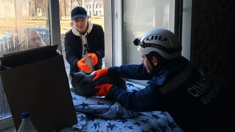 В горевшем доме на улице Стачек в Ярославле нашли кошку хозяев квартиры