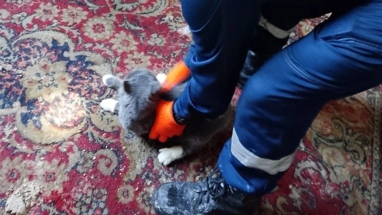 В горевшем доме на улице Стачек в Ярославле нашли кошку хозяев квартиры