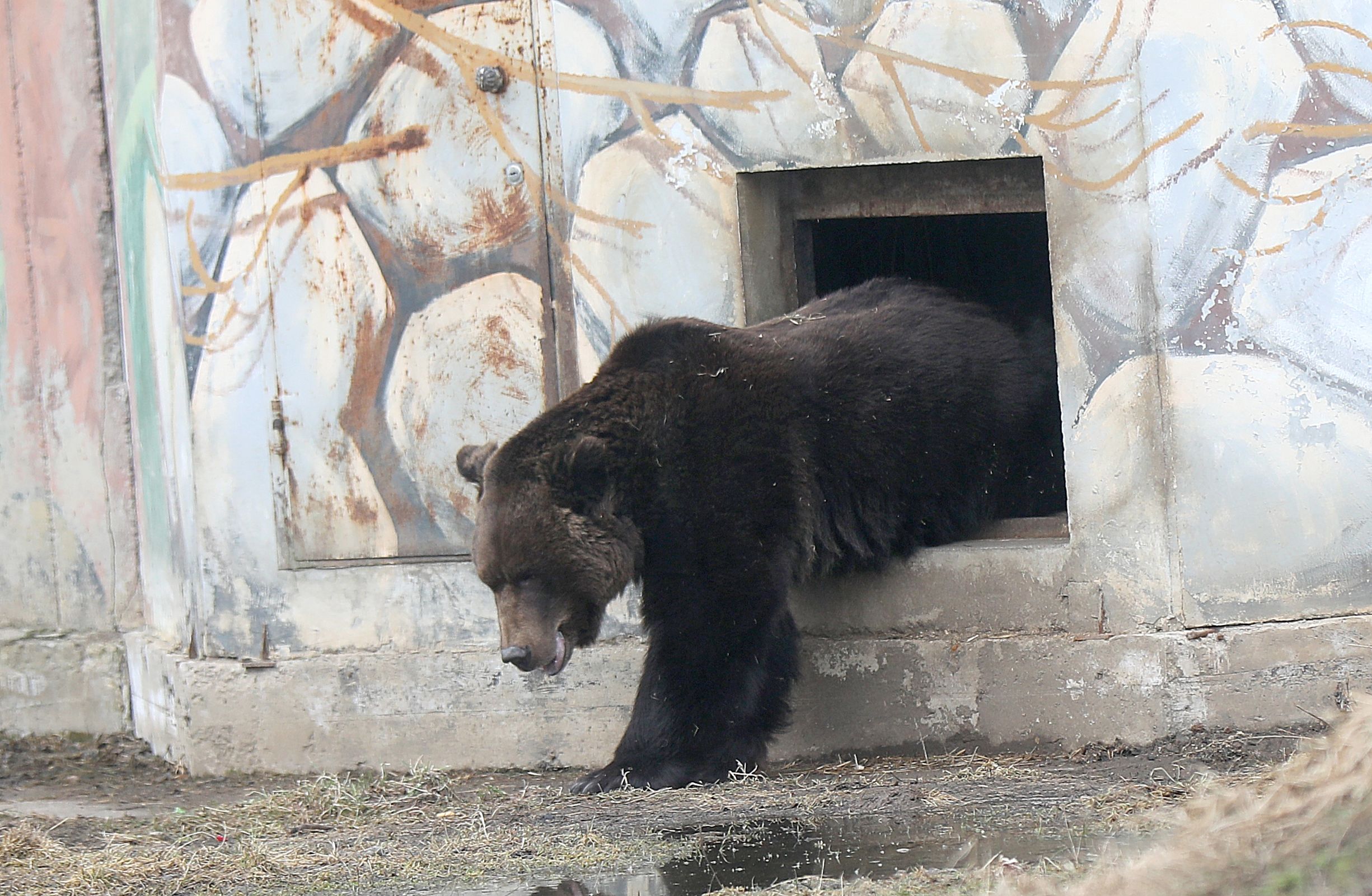 В Ярославском зоопарке от спячки проснулись медведи Топа и Умка