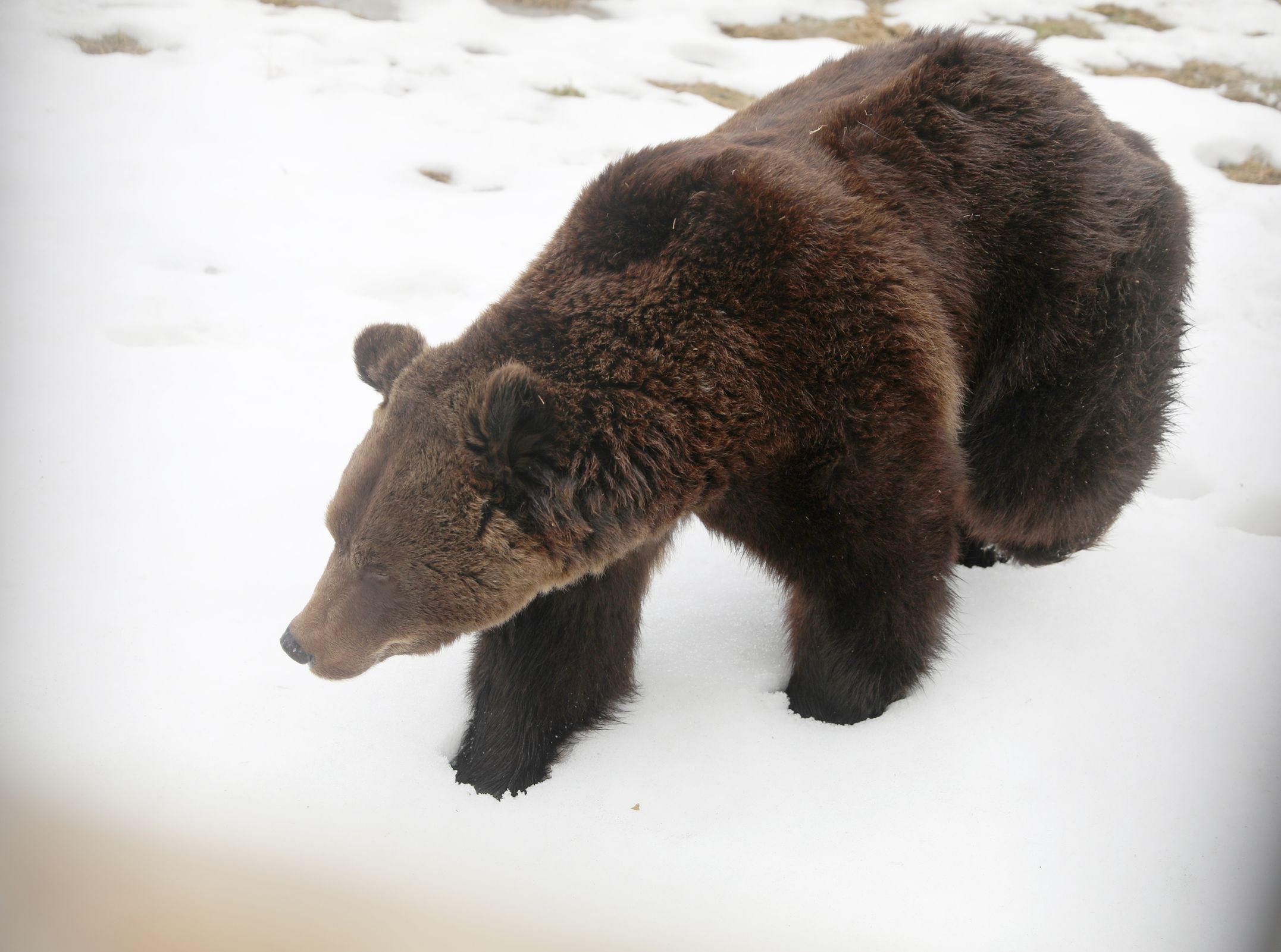 В Ярославском зоопарке от спячки проснулись медведи Топа и Умка