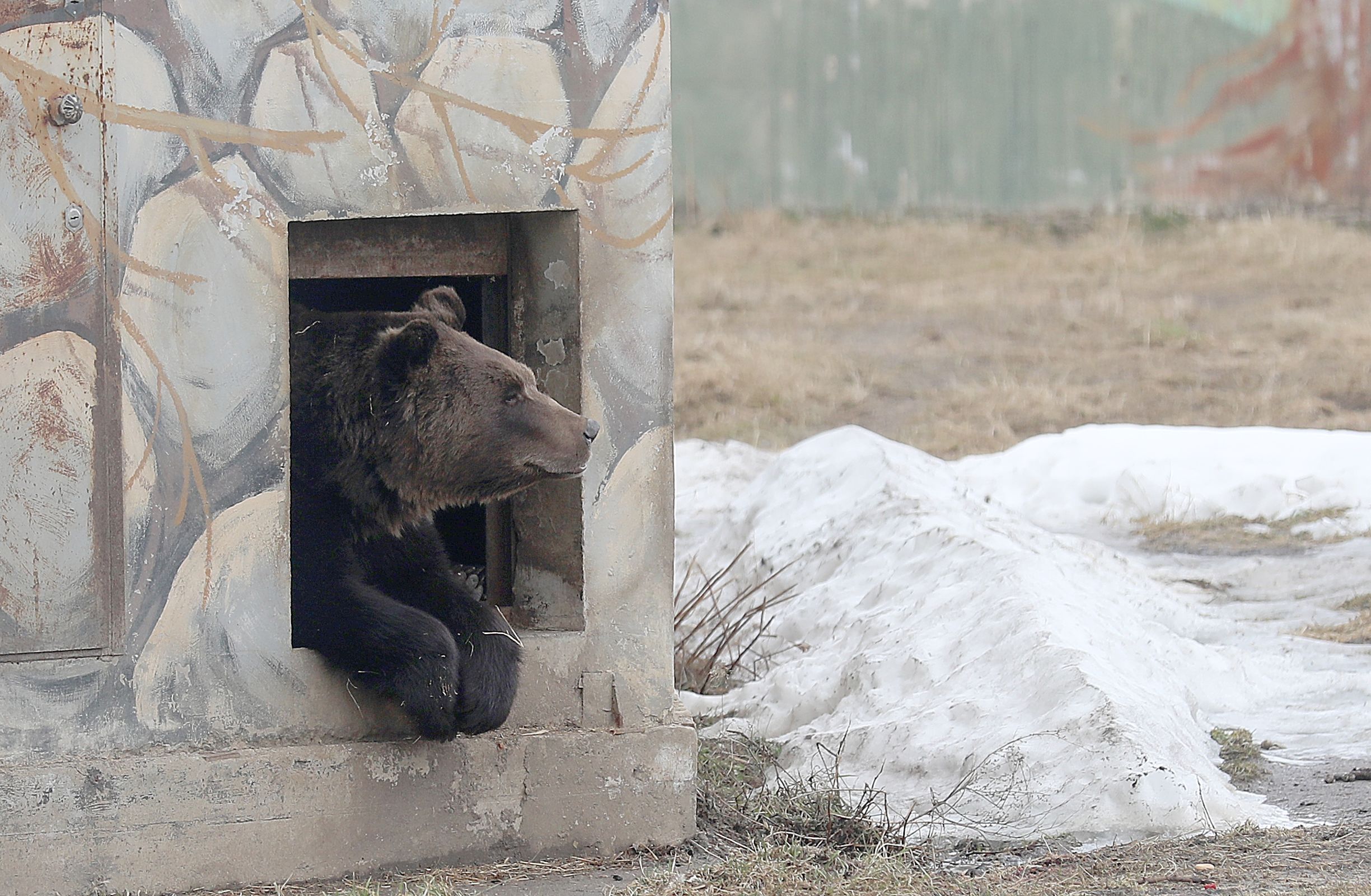В Ярославском зоопарке от спячки проснулись медведи Топа и Умка