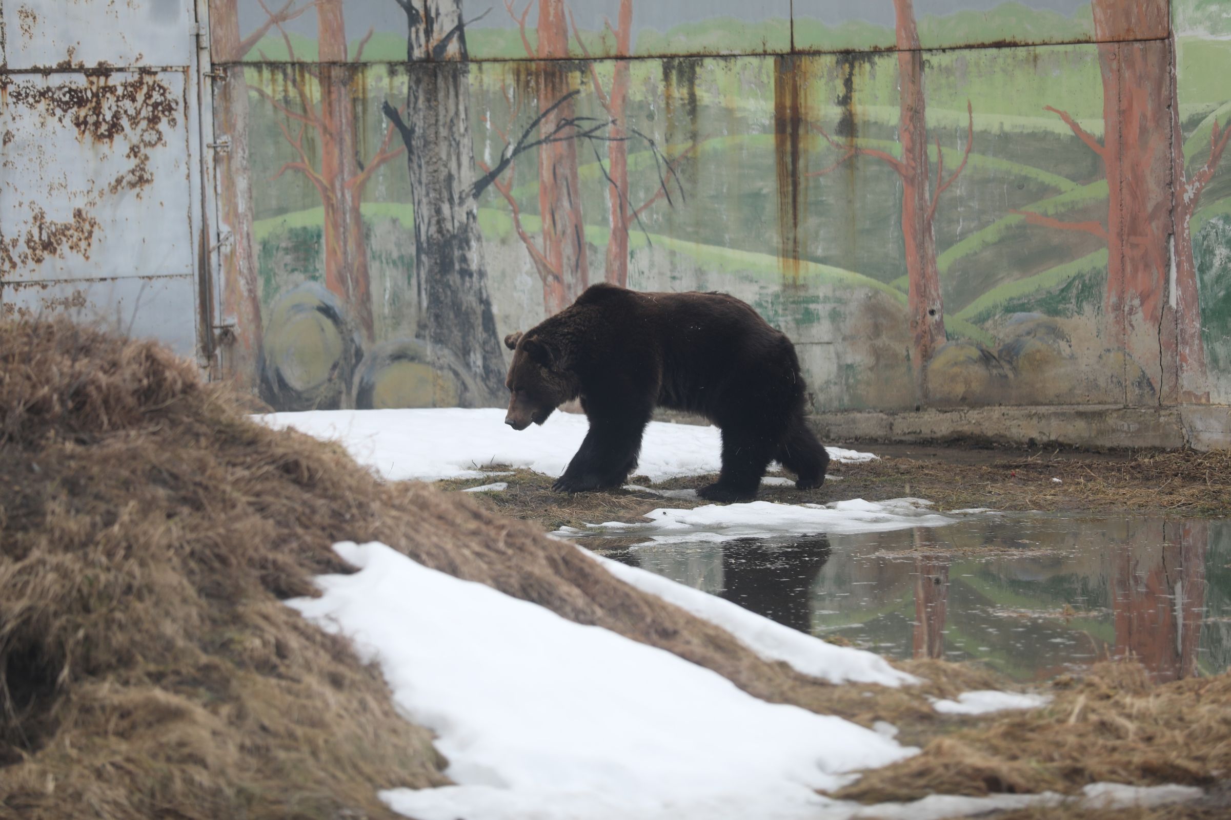 В Ярославском зоопарке от спячки проснулись медведи Топа и Умка