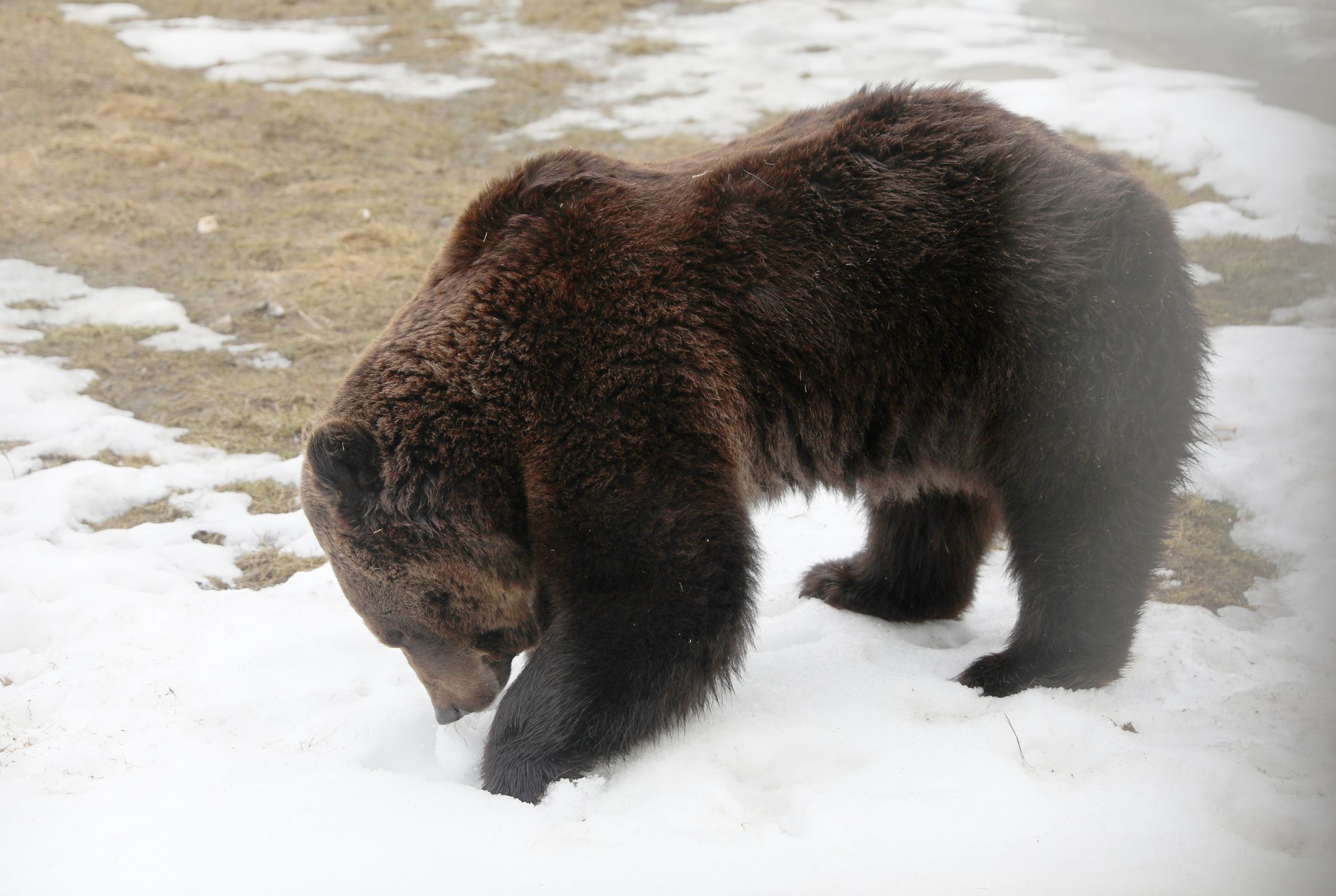 В Ярославском зоопарке от спячки проснулись медведи Топа и Умка