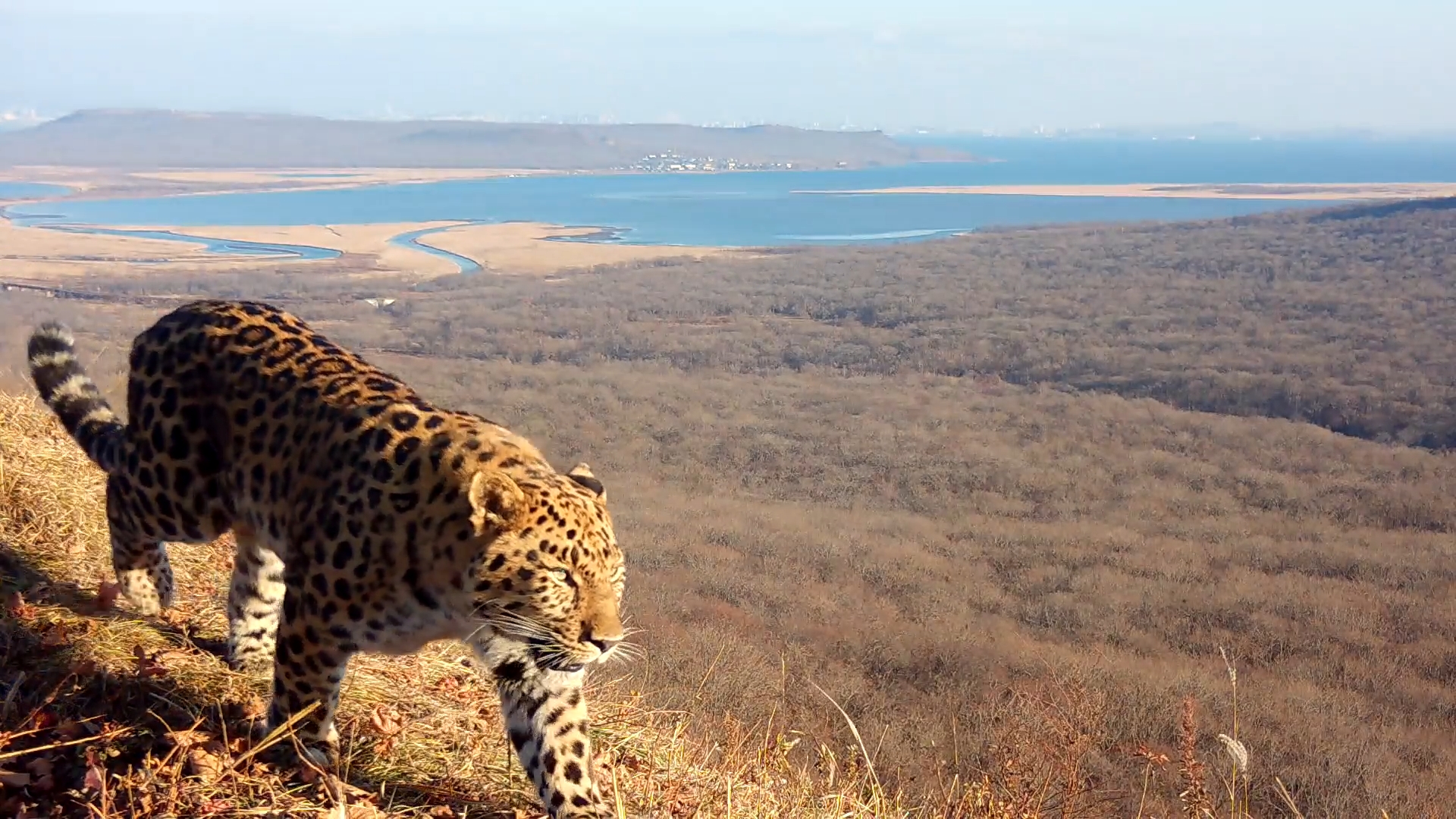 Россияне выбирают имя для третьего котёнка дальневосточного леопарда