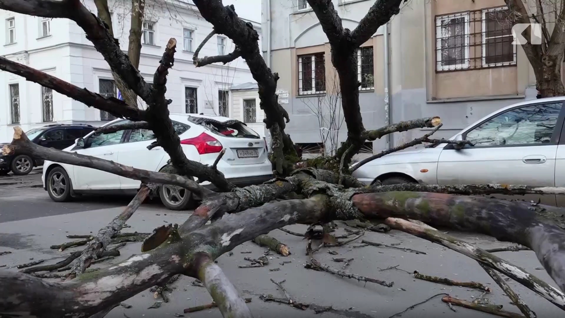 В Ярославле дерево рухнуло на несколько автомобилей
