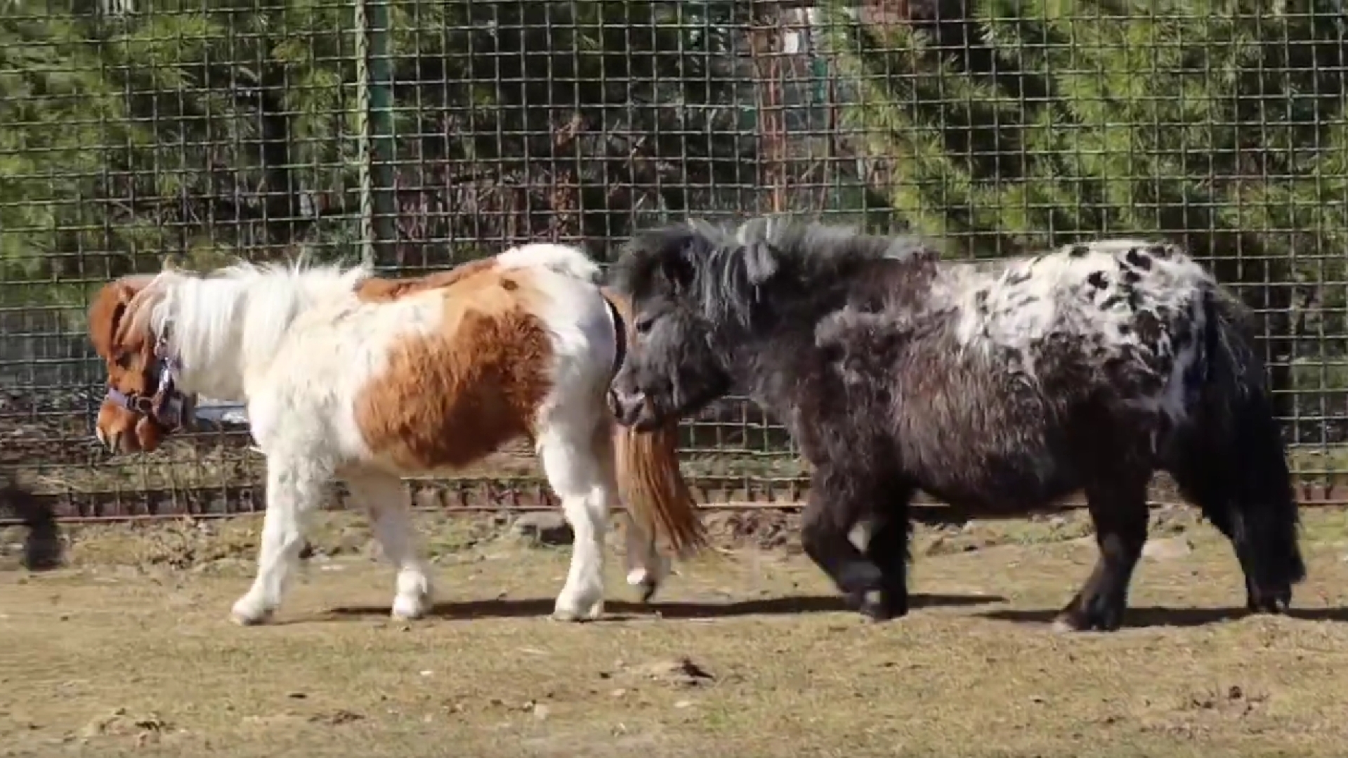 У маленькой лошадки Кнопы в Ярославском зоопарке появилась подружка