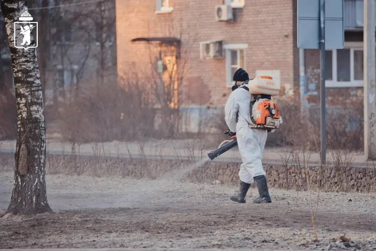 От клещей в Ярославле обработают более полутысячи гектаров территорий