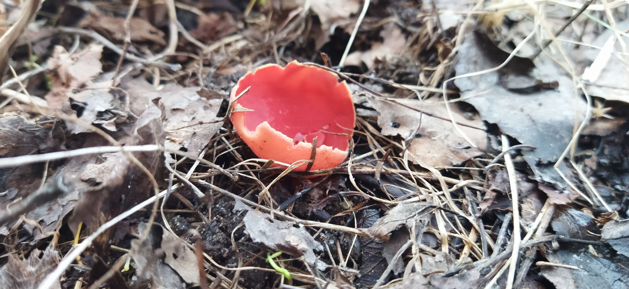 В Ярославской области открылся грибной сезон