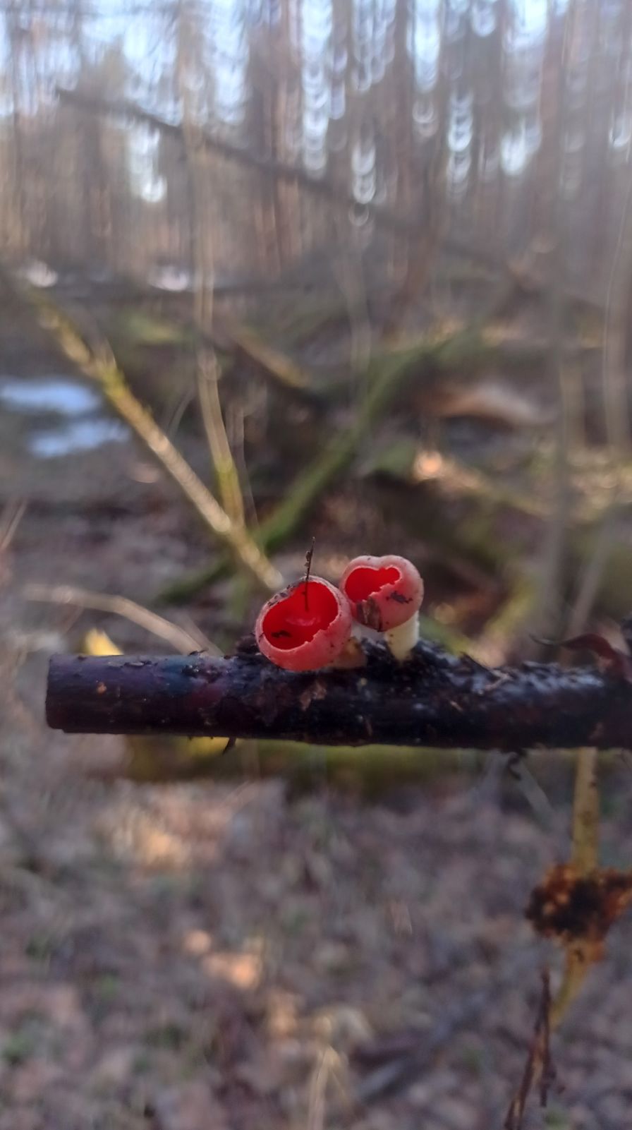 В Ярославской области открылся грибной сезон