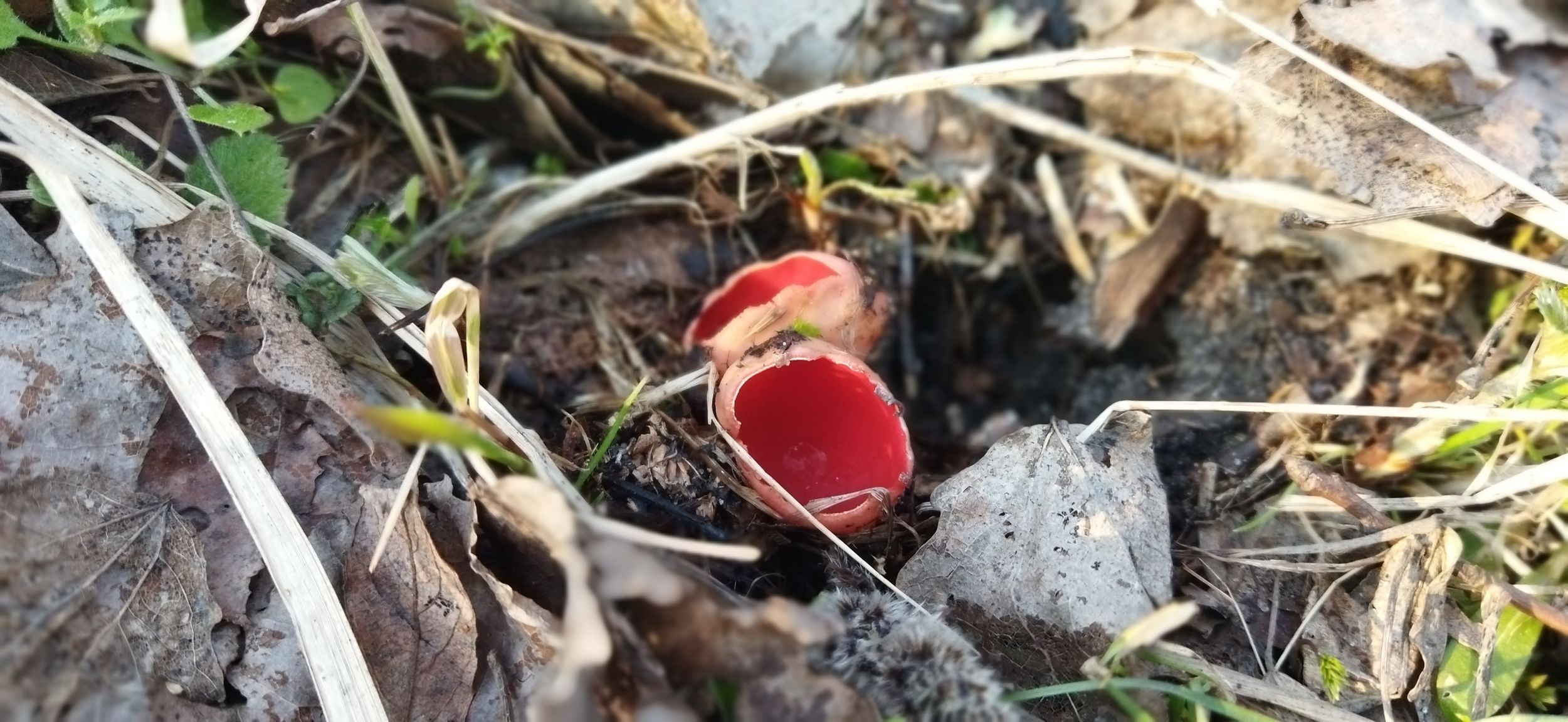 В Ярославской области открылся грибной сезон