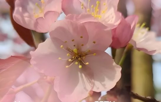 В Ярославле названы места с цветущей сакурой