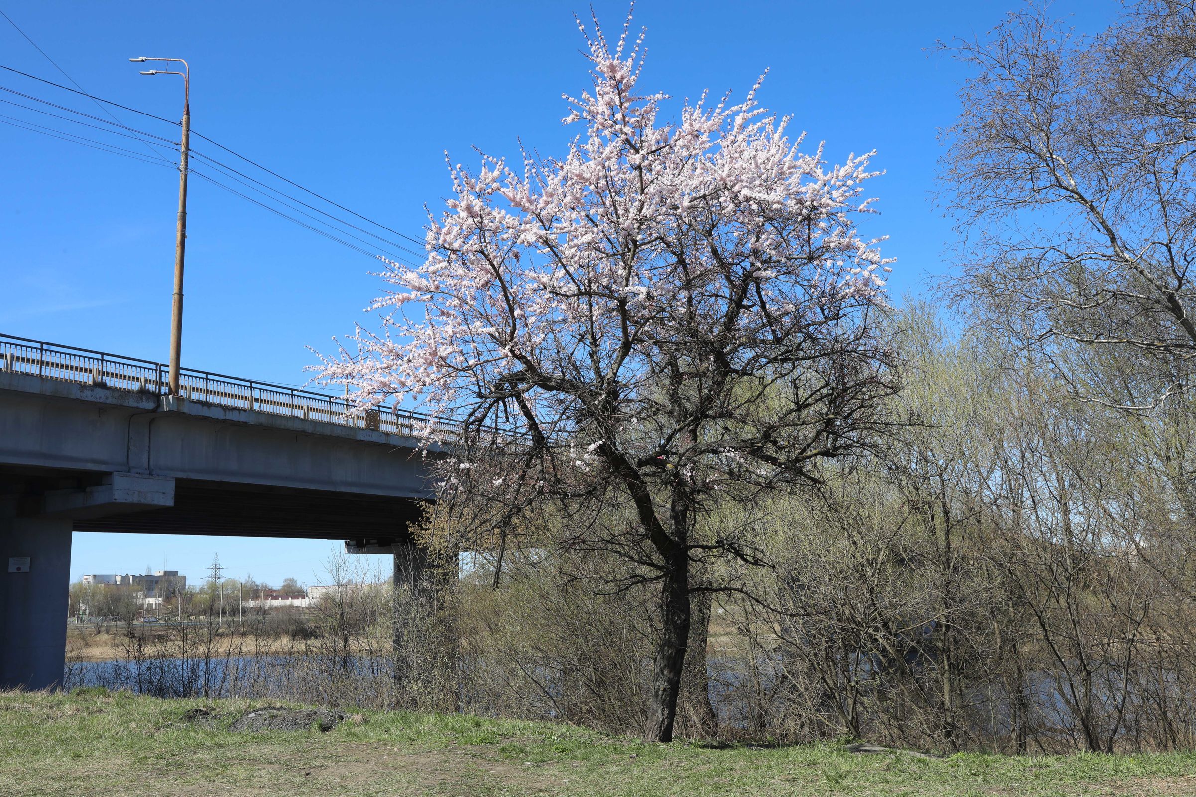 В Ярославле названы места с цветущей сакурой