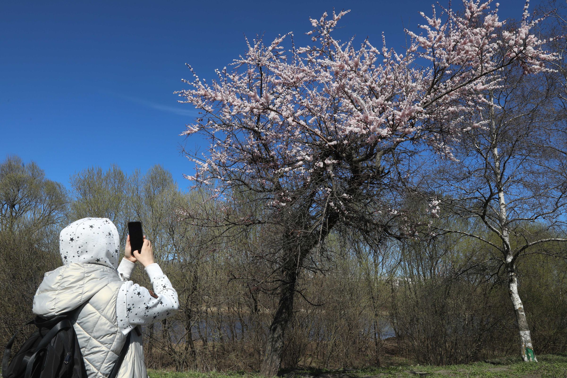 В Ярославле названы места с цветущей сакурой