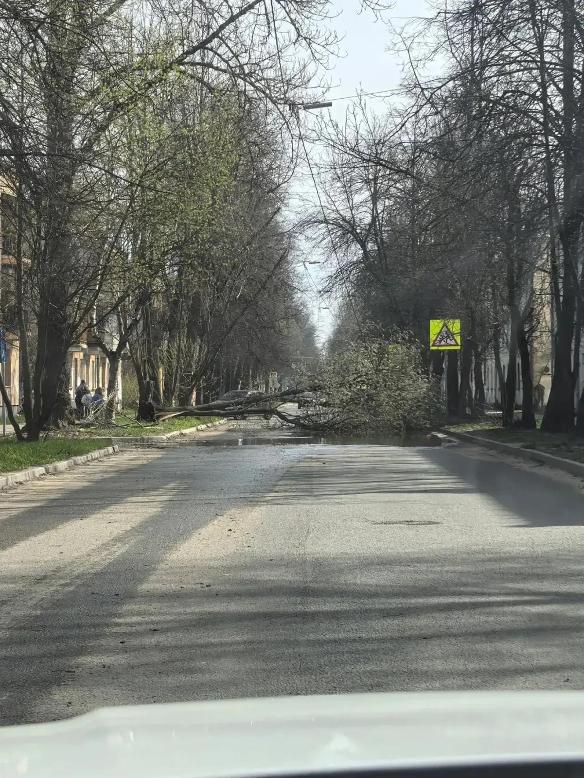В Ярославле дерево рухнуло на проезжую часть