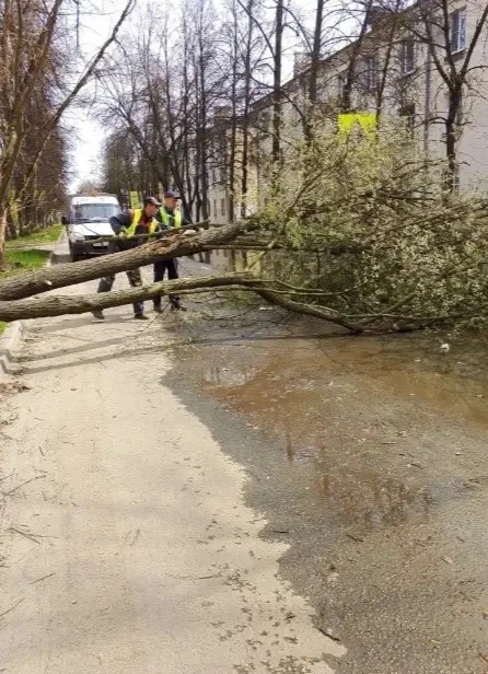 В Ярославле дерево рухнуло на проезжую часть