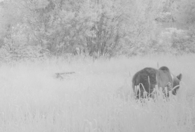 В национальном парке «Плещеево озеро» ограничили посещение троп из-за брачного периода медведей