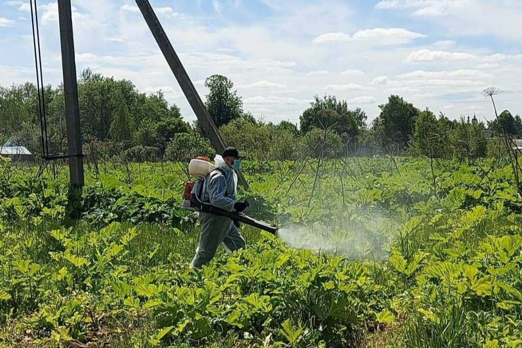 В Ярославской области обработают участки с борщевиком вдоль трасс